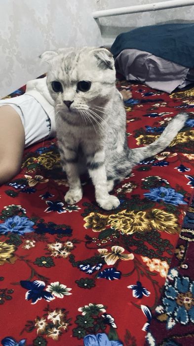 шатландская вислоухая кошка