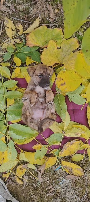 Pui de câine metis spre adopție