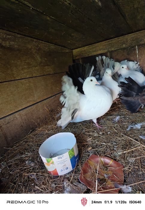 Vand Porumbei voltați