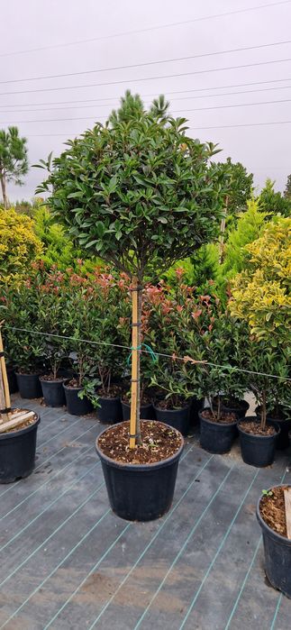 Photinia pe tija- Euonymus tija- Cupressocyparis leylandi - Prunus lau