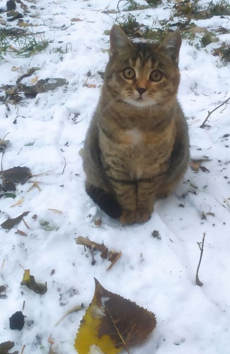 Даром  котят, кошечку и котика