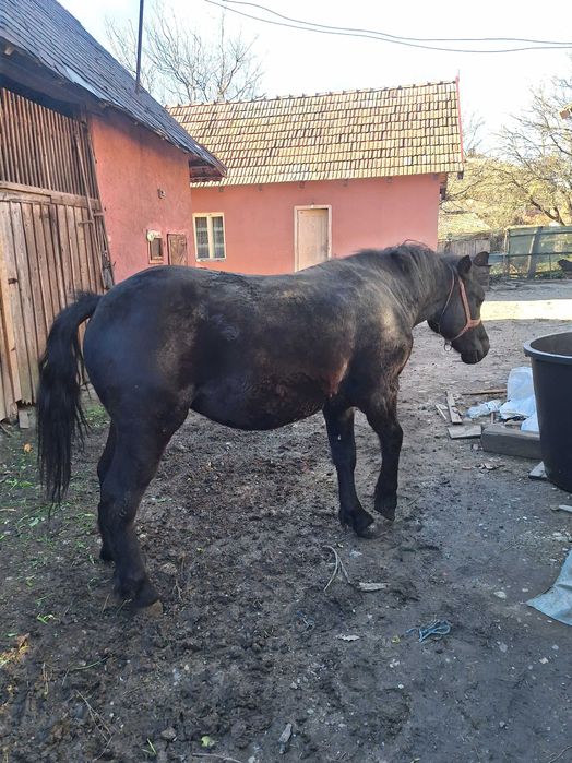 Vand manz de un an jumate