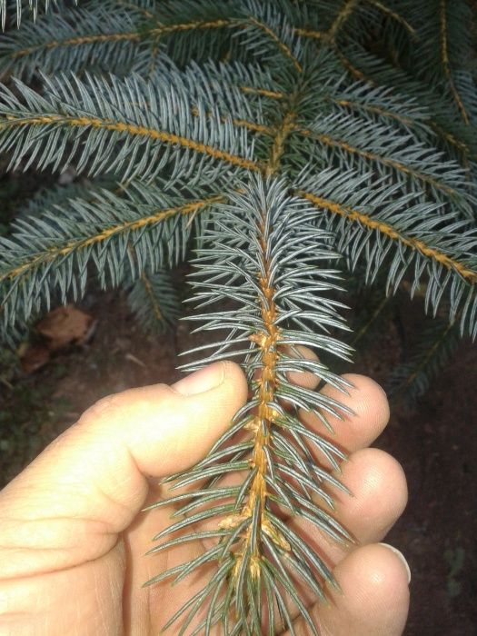 Inchiriez  pt Craciun brazi (Picea Kaibab) la ghiveci