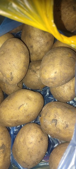 Продам картофель