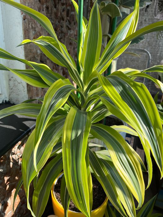 Драцена лимон лайм палма