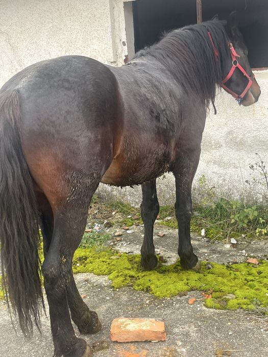 Vand armasar de doi ani