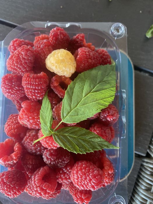 BUTAS ZMEURA , livrare dupa 15 octombrie