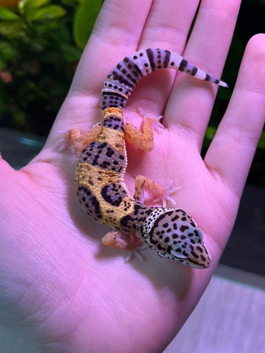 Яркие малыши эублефары