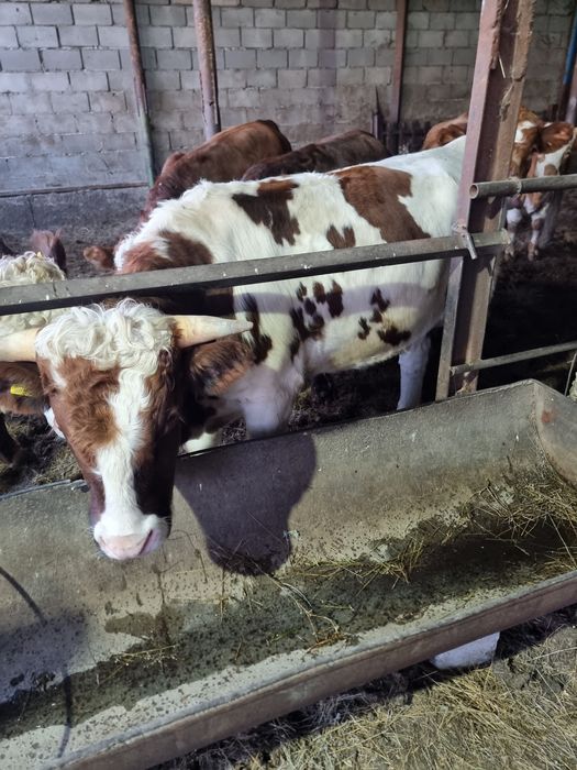 продам бычков 9 голов