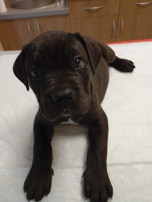 Продавам Кане Корсота