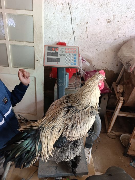 Brama Xuroz yosh Xuroz tuxumliqqo jujalari ham bor