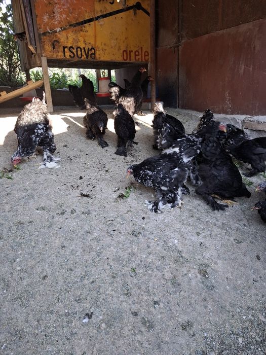 Disponibile găini din rasa brachma