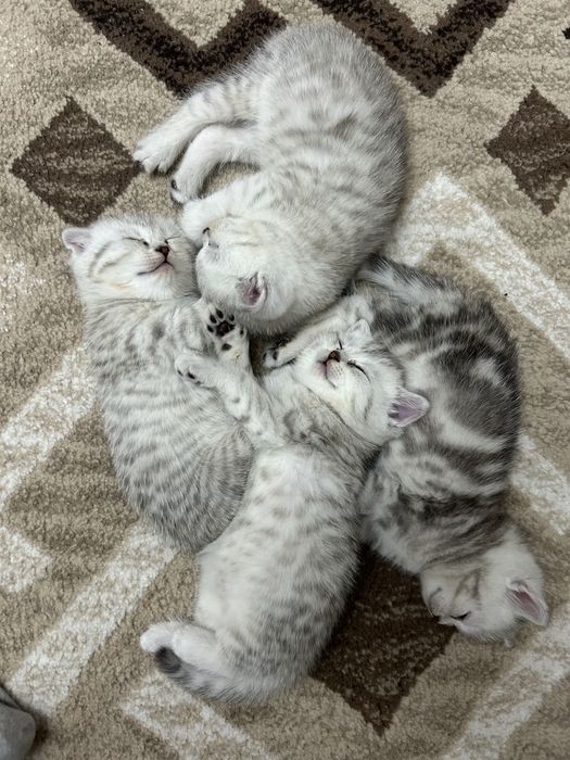 Котята шотланцы