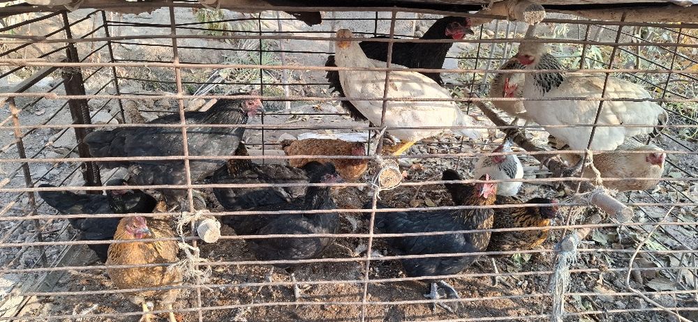 Ху'роз товула сотилади.