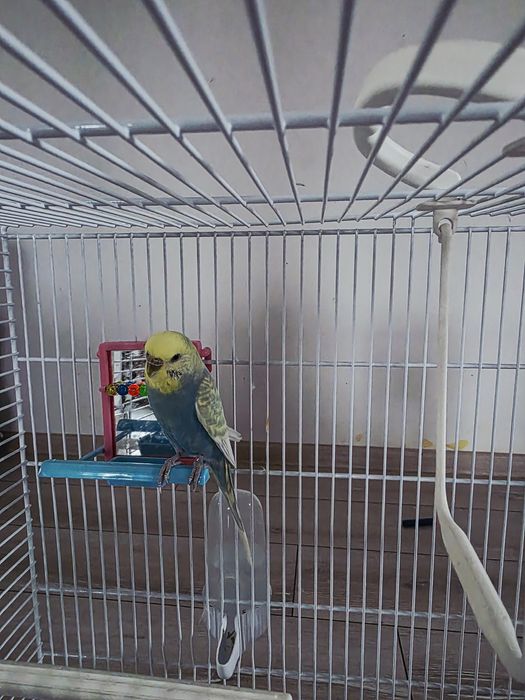 Vand papgali perusi fata si baiat