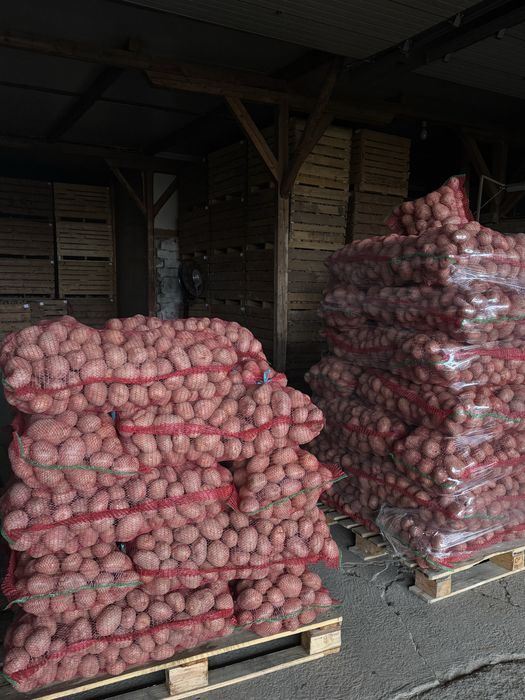 Cartofi consum Bellarosa/Marabel 50+ / 60+