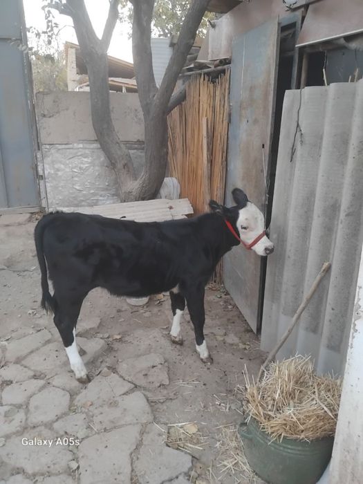 Ona bola sigir bir joyda