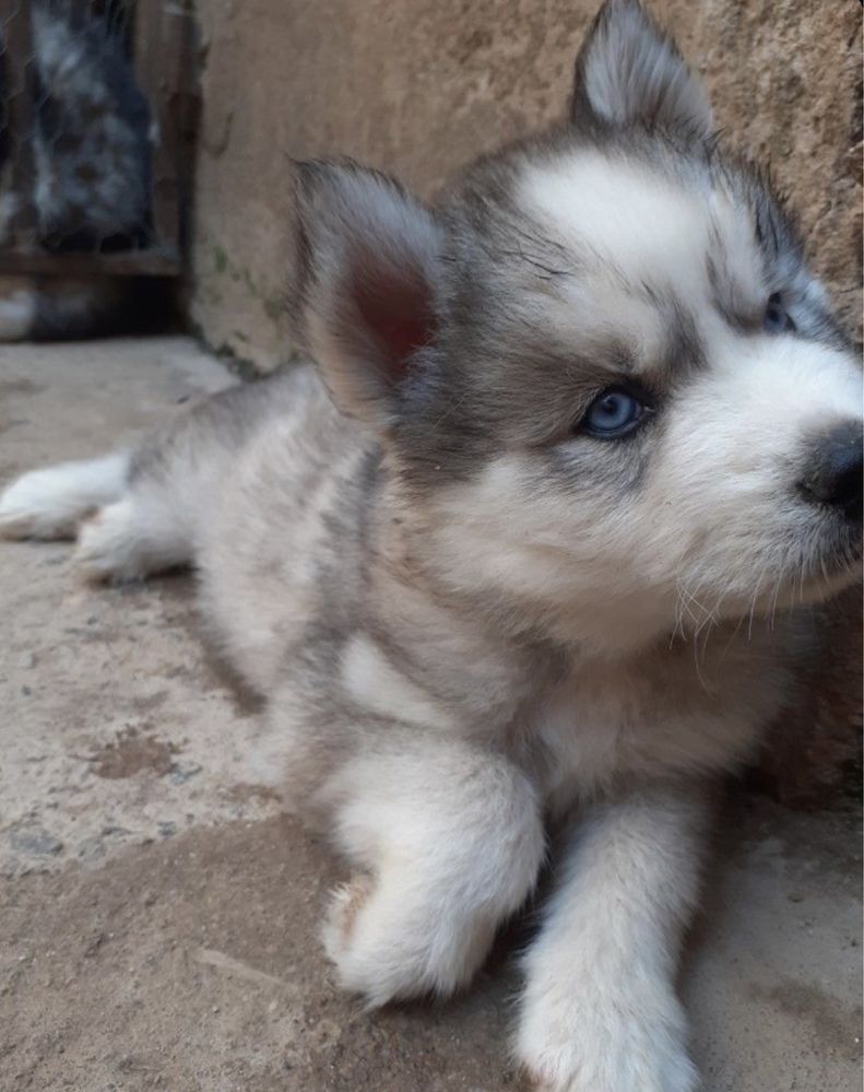 Husky siberian 6 saptamani