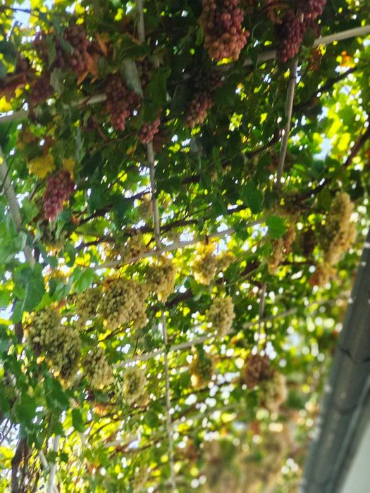 Виноград "Тайфи белый"