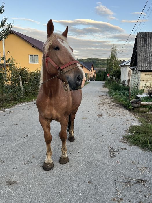Vand manz de 3 ani