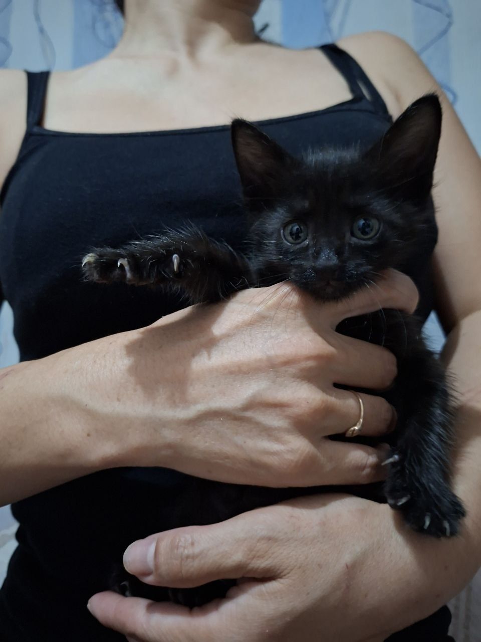 Отдам котят в хорошие руки