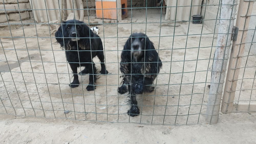 Продаю собак пародистых руские испаньеры