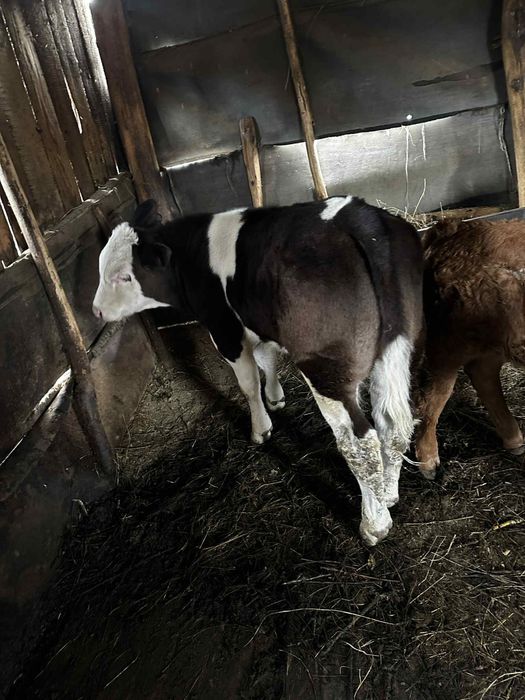 vand vitel albastru belgian