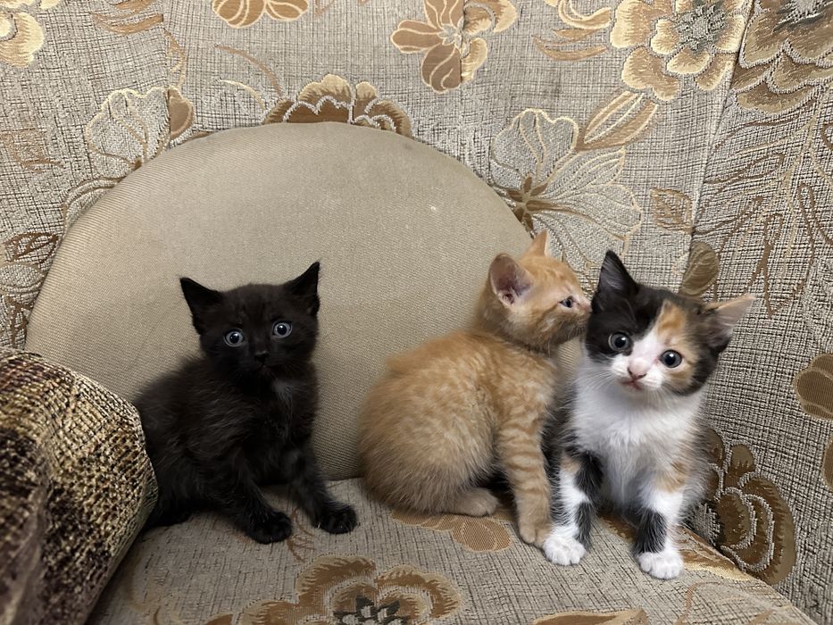 Отдам котят,в добрые руки!