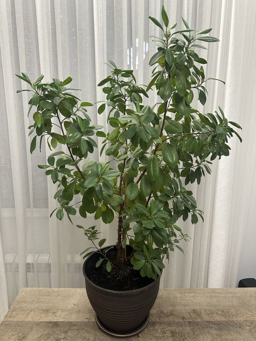 Продается Фикус Мокламе