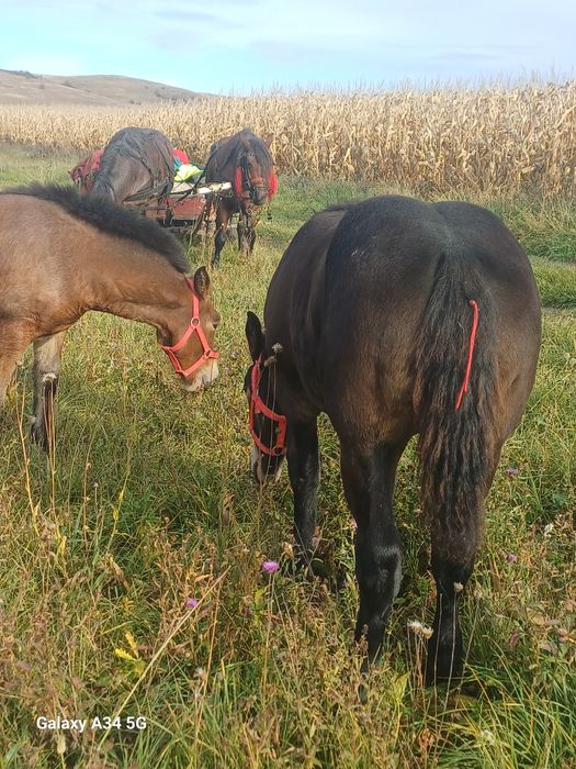 Manze de vanzare de 6 luni