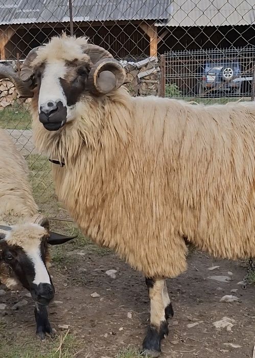 Mior breaz cu genetina si forme foarte bune