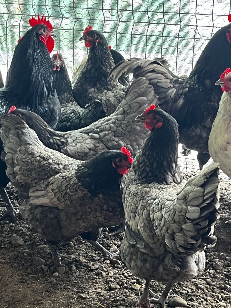 Găini australorp 2023