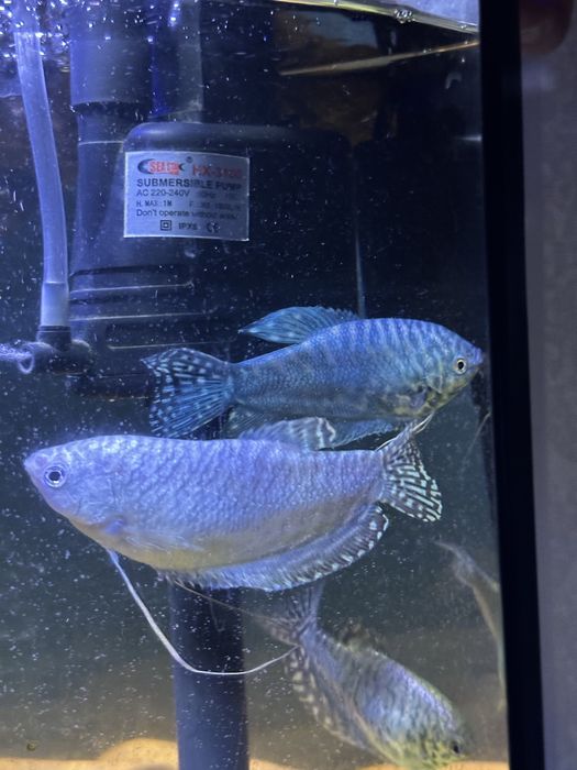 Гурами,рыбки,рыбка,балық,гурами,сомик,корм,