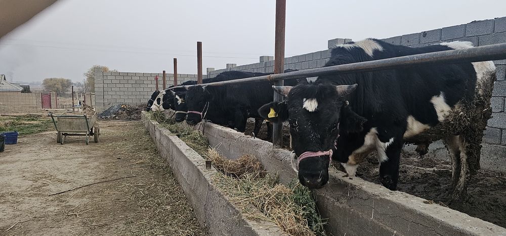 Бұқа бордақы 8 бас