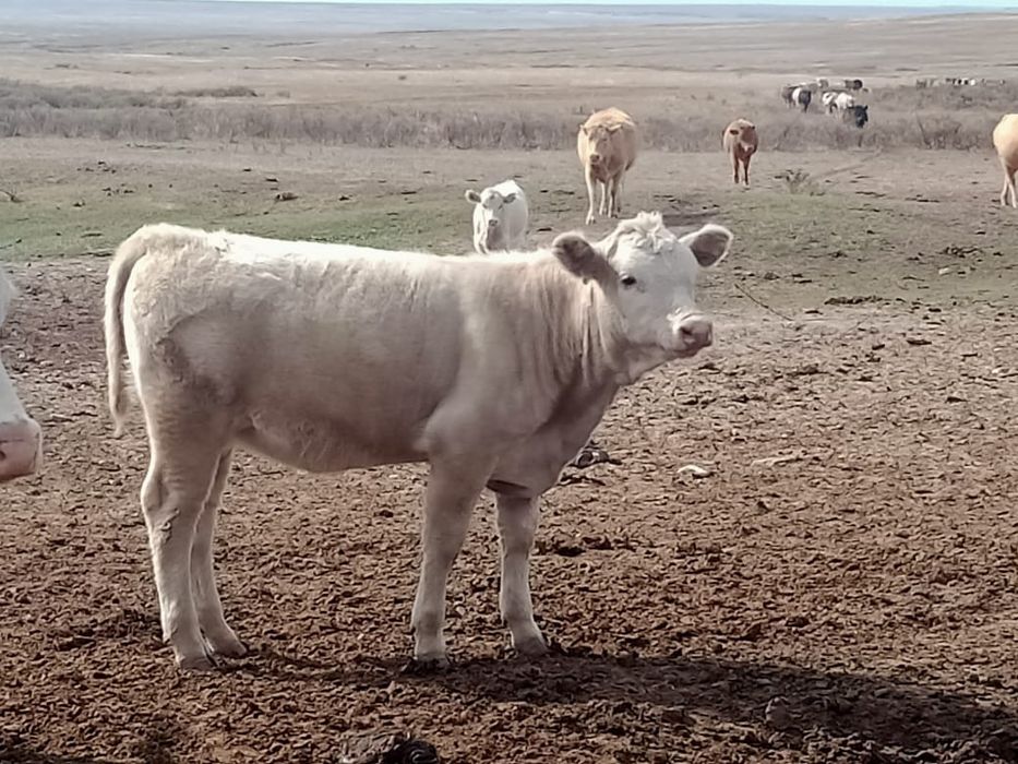 Баспактар сатылад