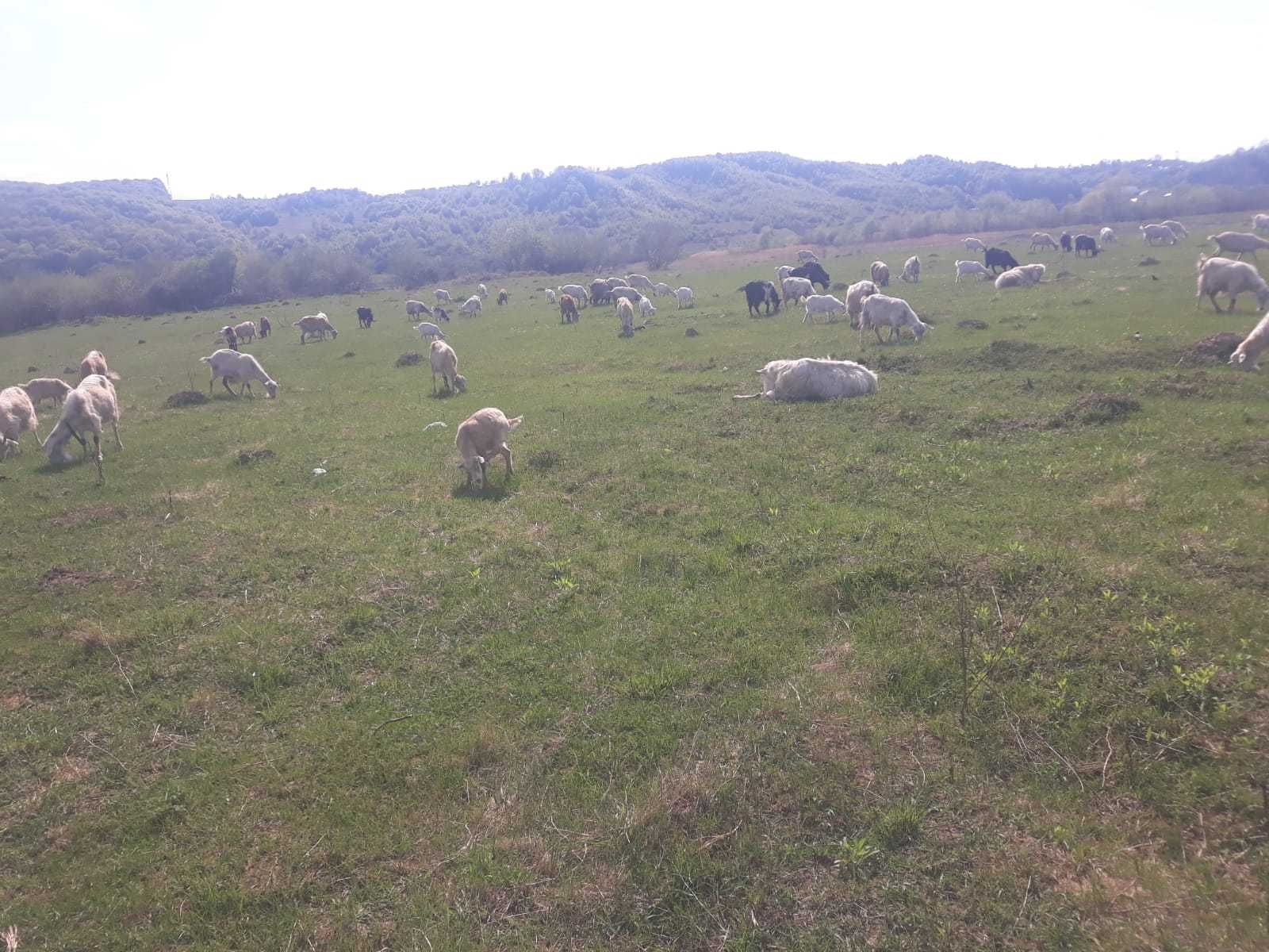 Lapte, branza si telemea de capra