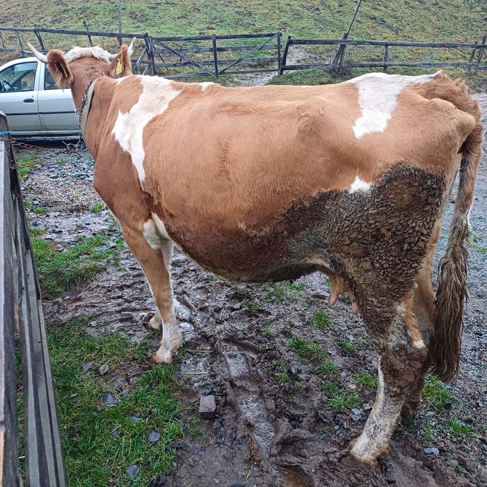 Vand vaca baltata la garantie