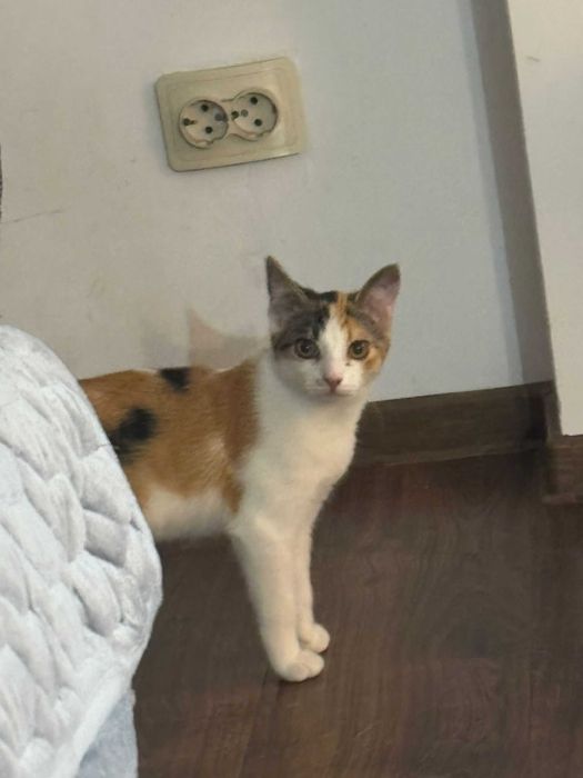 Pisicute adoptie