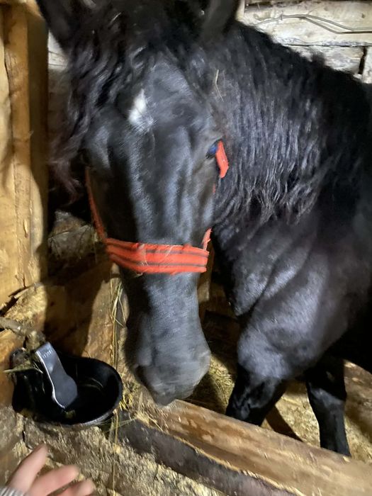 De vanzare manz 3 ani sau schimb