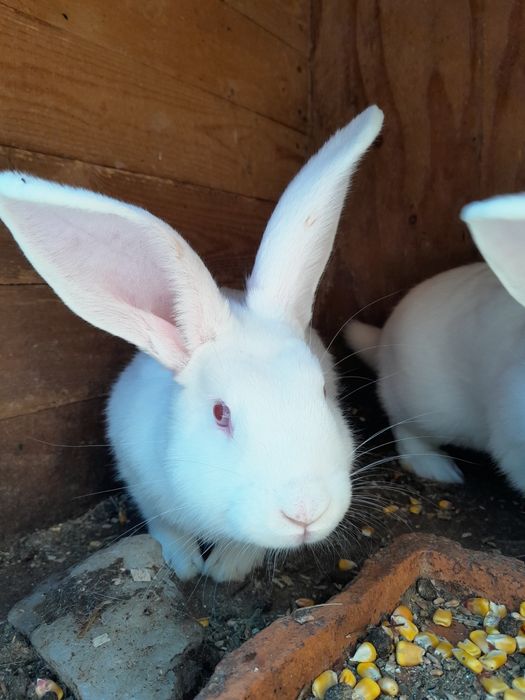 Vând iepuri ,tineret