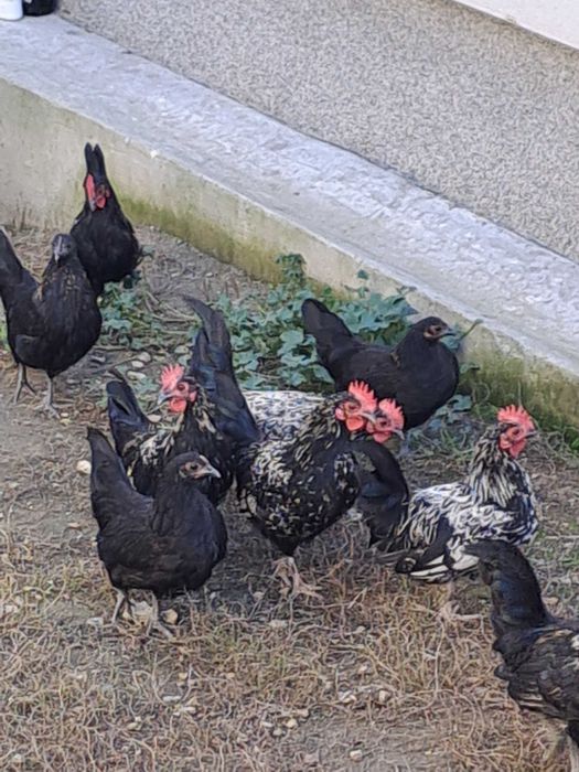 Vand gaini americane