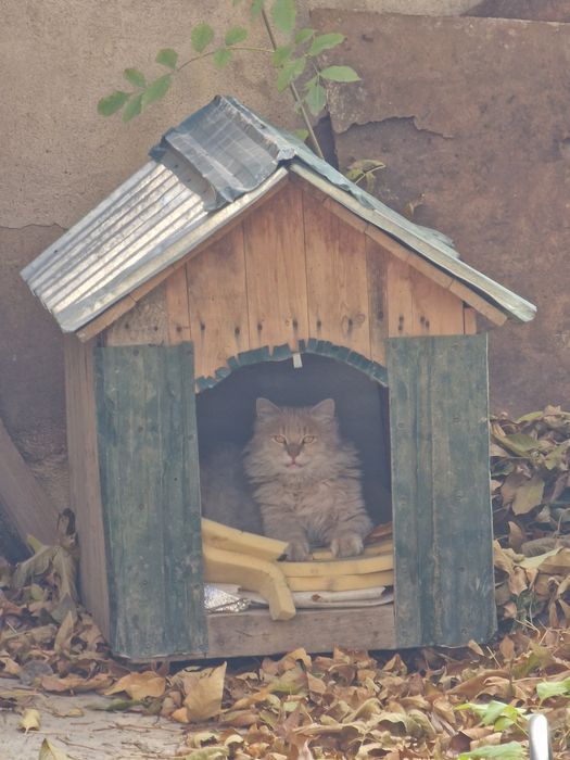 Будка доя собаки продам продам