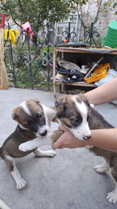 Алабай 2 мальчика