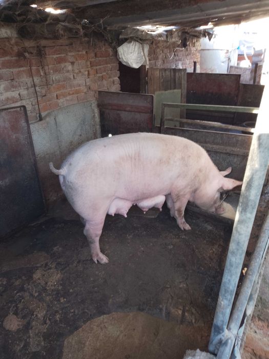 Свободни прасета от 25 кг до 180 кг