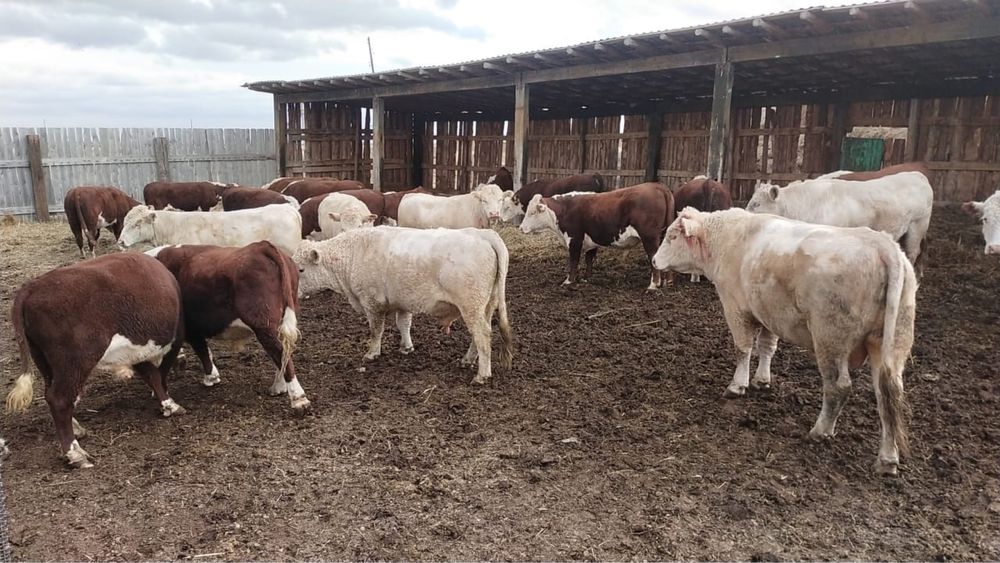 Быки 36 голов возраст 2,5 года находятся область Абай,