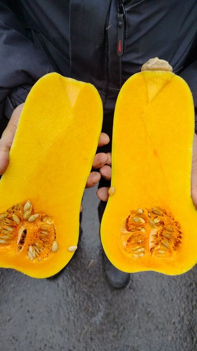 Продам домашнюю тыкву