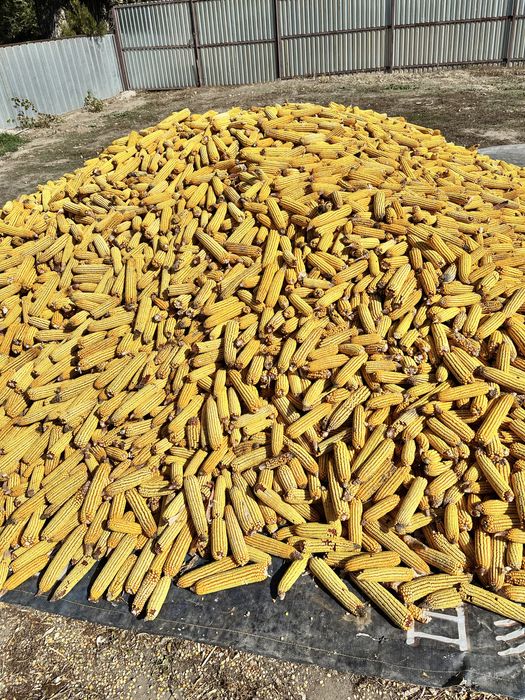 продам кукурузу 75тг
