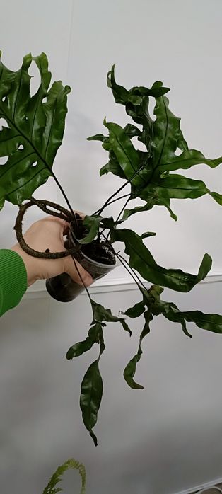 Папоротник:3500 тенге