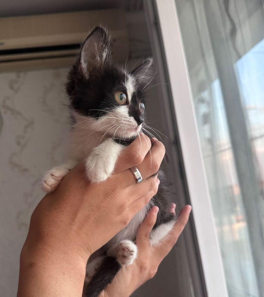 Котёнок девочка.