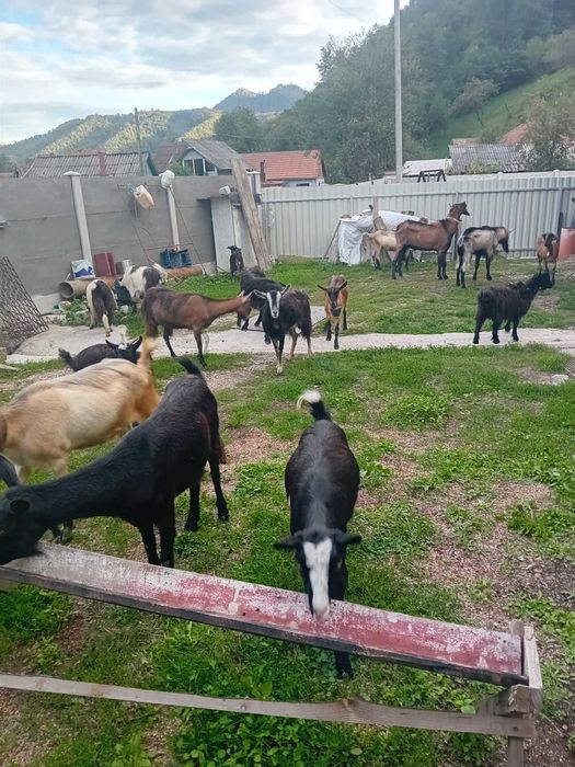 Capre de vanzare